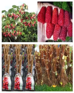 vînd butasii de zmeura de cultura polka face tot anu  - imagine 3