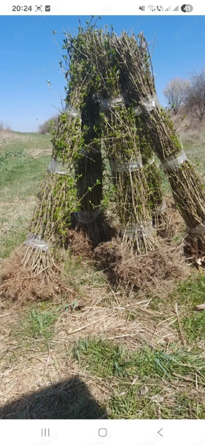 vînd plante de carpen pentru gard viu .prindere suta la suta. - imagine 2