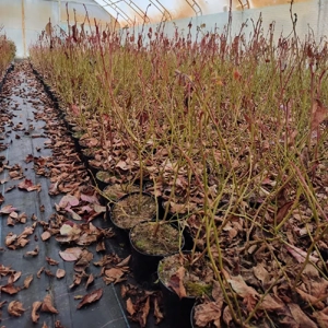 vînd butasii de afine de cultura la giveci.