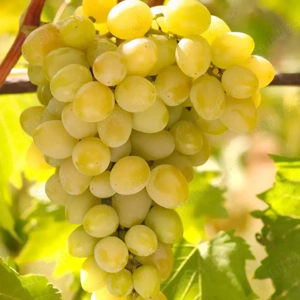 vînd butasii de vita de vie altoi sau din scoala.pentru replantare.