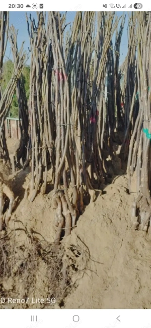 vînd plante de nuci altoi .sau din scoala 