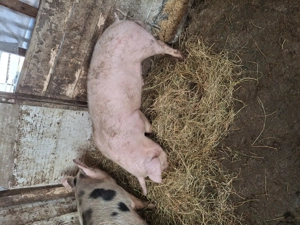 Vand vierut  - imagine 3