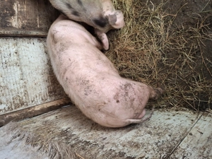 Vand vierut  - imagine 2