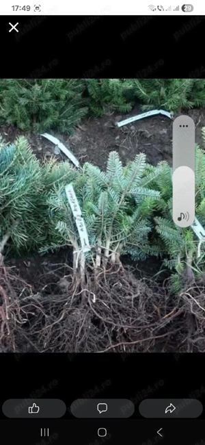 vînd puiet de brad argintiu si molid .