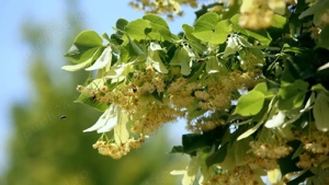 vînd plante de tei argintiu pentru replantare