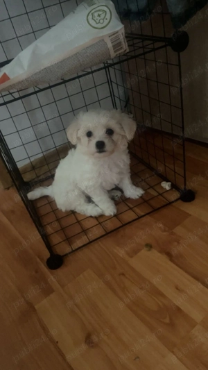 Vand Bichon Frise!!! - imagine 5