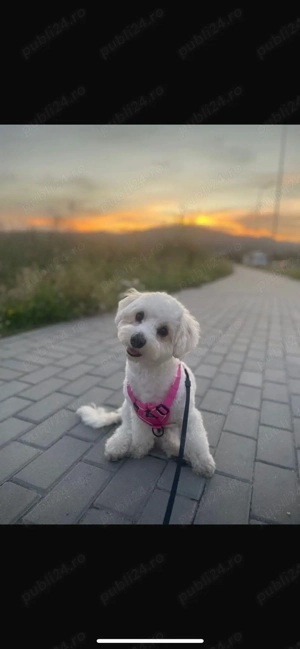 Vand Bichon Frise!!! - imagine 3