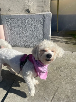 Vand Bichon Frise!!! - imagine 4
