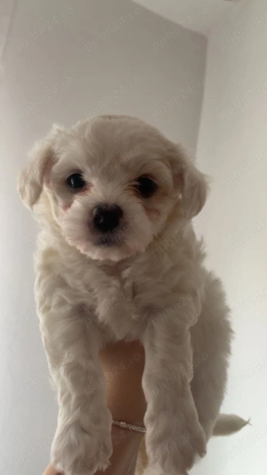Vand Bichon Frise!!! - imagine 2