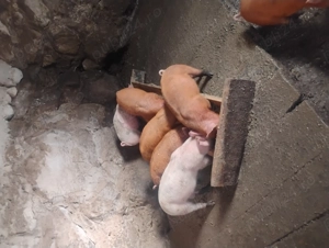 Purcei frumiși și mâncăcioși  - imagine 4