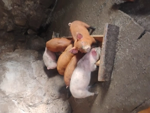 Purcei frumiși și mâncăcioși  - imagine 3