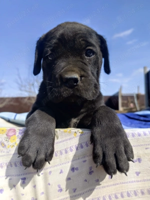 Puiuți Cane Corso 