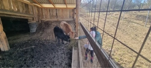 Tăuraș pitic  - imagine 2