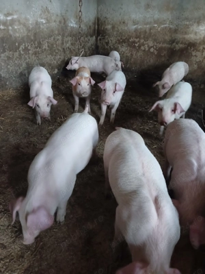 Vând purcei mici și mari de carne  - imagine 2