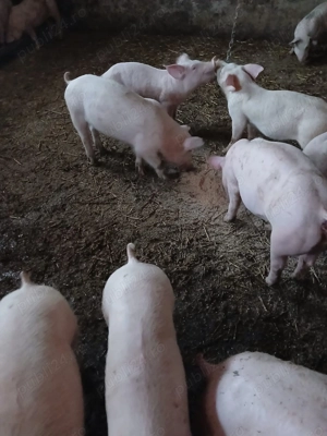 Vând purcei mici și mari de carne  - imagine 3