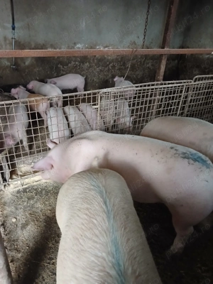 Vând purcei mici și mari de carne 