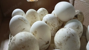 oua gasca africana pentru incubat - imagine 2