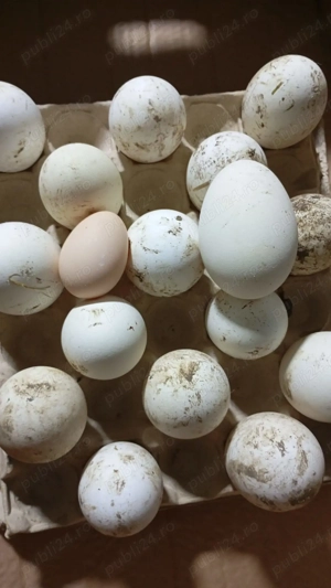 oua gasca africana pentru incubat - imagine 3