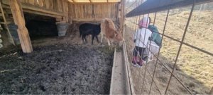 Tăuraș pitic  - imagine 3