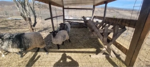 berbeci Romanov - imagine 2