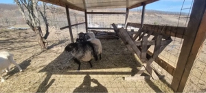 berbeci Romanov - imagine 3