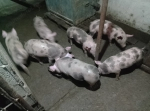 Porci pietrain  - imagine 2