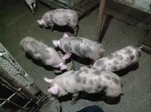 Porci pietrain 