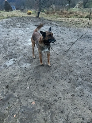 Malinois Belgian - imagine 2