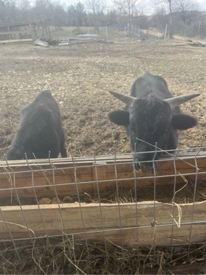 tauras pitici Dahomey - imagine 5