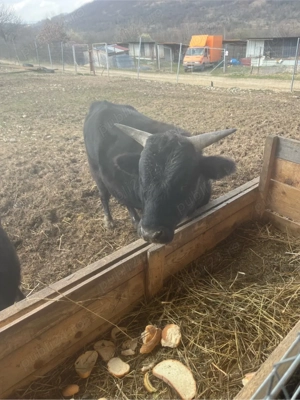 tauras pitici Dahomey - imagine 2