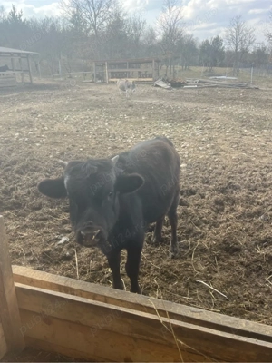 tauras pitici Dahomey - imagine 3