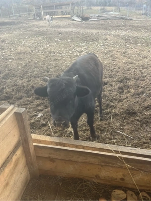 tauras pitici Dahomey - imagine 4