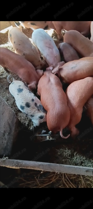 Vând purcei  - imagine 2