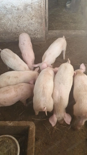 Vind purcei  - imagine 3