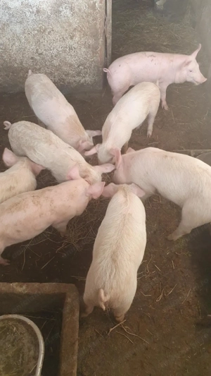 Vind purcei  - imagine 2