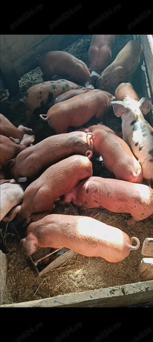 Vând purcei  - imagine 5