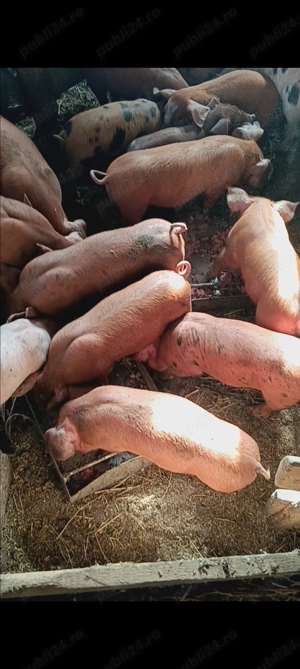 Vând purcei  - imagine 4