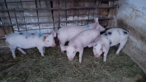 De vanzare purcei - imagine 2