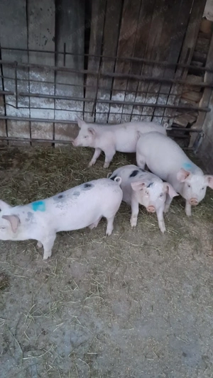 De vanzare purcei - imagine 4