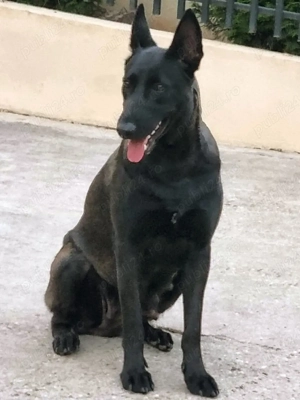 Femela Ciobanesc Belgian Malinois - imagine 3