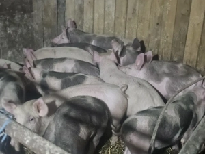 vând 24 soldani rasa de calitate de carne 30-35  - imagine 2