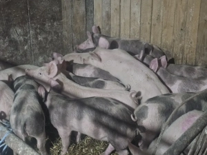 vând 24 soldani rasa de calitate de carne 30-35  - imagine 5