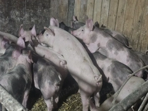 vând 24 soldani rasa de calitate de carne 30-35  - imagine 4