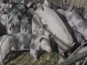 vând 24 soldani rasa de calitate de carne 30-35 