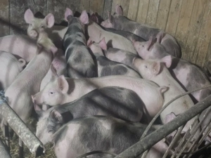 vând 24 soldani rasa de calitate de carne 30-35  - imagine 3