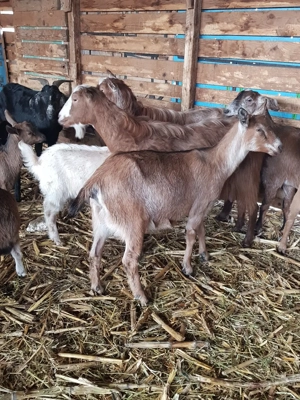 Capre de vanzare - imagine 2