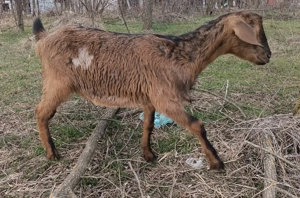 Vând 2 ieduțe - imagine 3