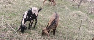 Vând 2 ieduțe - imagine 2