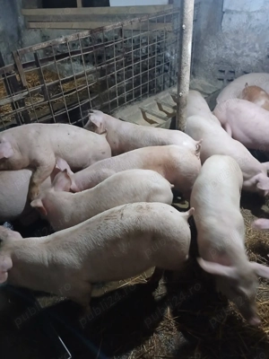 Purcei castrati 30 35kg. - imagine 2