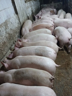 Purcei 45 50kg rasa landras x duroc - imagine 2